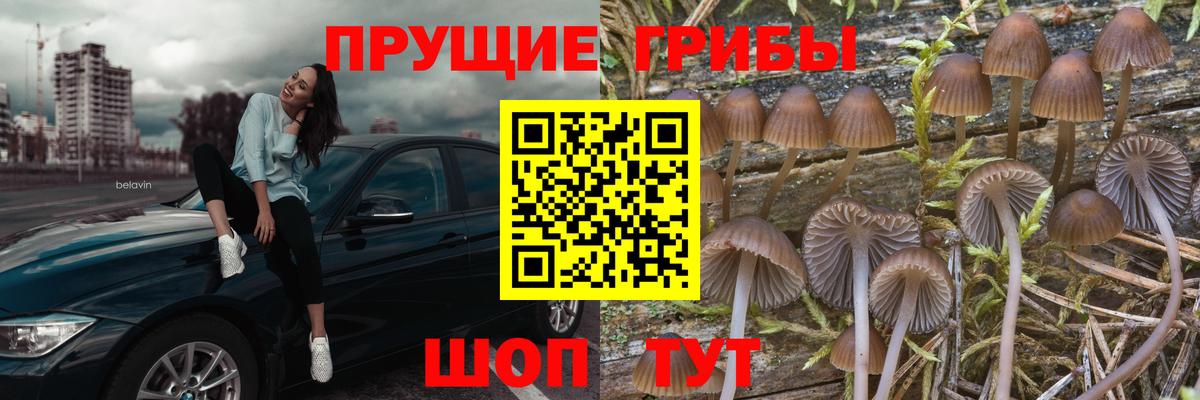 Дагестанские Огни  Псилоцибиновые грибы Cubensis  Вход с VPN 